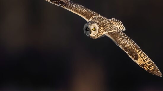 Owl