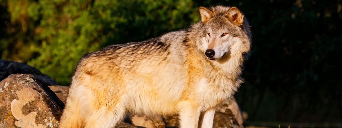 Gray Wolf (1)