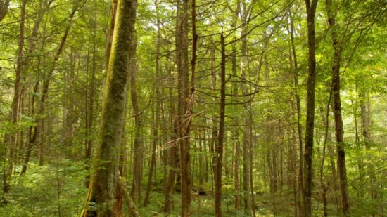 Old Growth Forest - NC