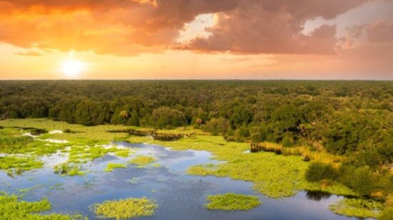 Florida wetlands with water between green wild vegetation. Tropical ecosystem at sunset-shutterstock_2758768121