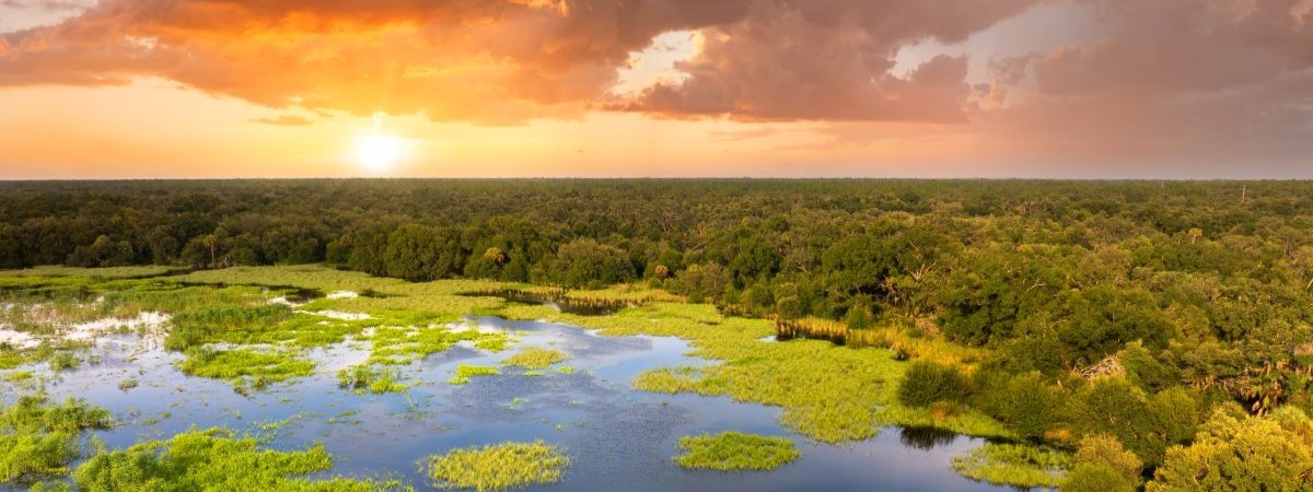 Florida wetlands with water between green wild vegetation. Tropical ecosystem at sunset-shutterstock_2758768121